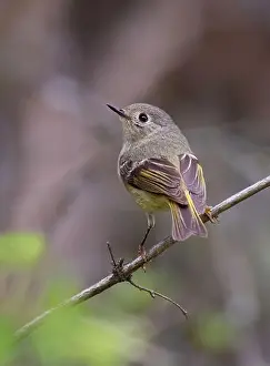 Green Grey Prints: Ruby-crowned Kinglet perched on branch in spring in Ottawa, Canada