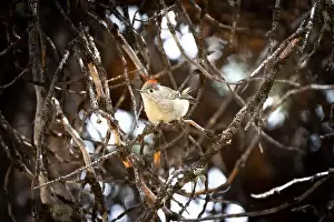 Finch Prints: Ruby Crowned Kinglet perched on a tree branch during spring in Banff Canada