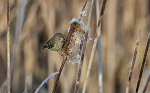 Cattails Prints: A ruby crowned kinglet Regulus calendula flies among cattails in a north american marsh looking for food
