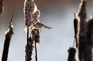 Cattails Prints: A ruby crowned kinglet Regulus calendula flies among cattails in a north american marsh looking for food