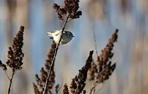 Cattails Prints: A ruby crowned kinglet Regulus calendula flies among cattails in a north american marsh looking for food