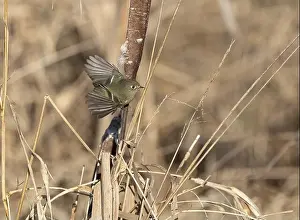 Cattails Prints: A ruby crowned kinglet Regulus calendula flies among cattails in a north american marsh looking for food