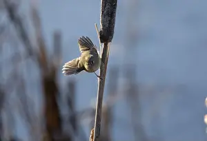 Cattails Prints: A ruby crowned kinglet Regulus calendula flies among cattails in a north american marsh looking for food