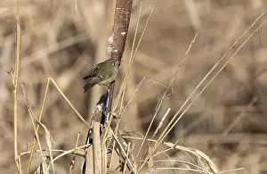 Cattails Prints: A ruby crowned kinglet Regulus calendula flies among cattails in a north american marsh looking for food