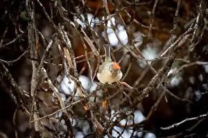 Finch Prints: Ruby Crowned Kinglet standing on a forest branch looking at photographer in Banff National Park Canada