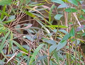 South Carolina Prints: A Ruby Crowned Kinglet in the Woods in Congaree National Park in South Carolina
