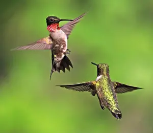 Ruby Throated Hummingbird Prints: Ruby throated Hummingbird couple flying on a green background