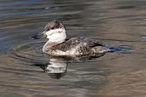 Sweetwater Prints: Ruddy Duck (Oxyura jamaicensis)