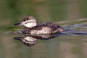 Sweetwater Prints: Ruddy Duck (Oxyura jamaicensis)