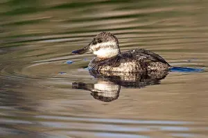 Sweetwater Prints: Ruddy Duck (Oxyura jamaicensis)