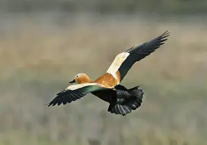 Ducks Prints: Ruddy Shelduck Tadorna ferruginea