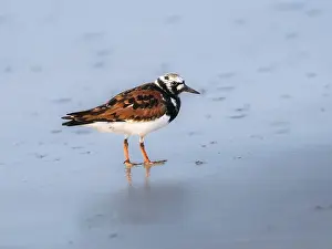 Galveston Prints: The ruddy turnstone (Arenaria interpres) feeding on the shore, Galveston, Texas, USA