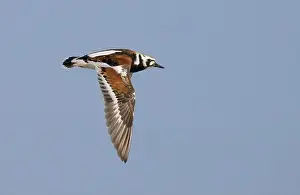 Gulf Coast Prints: Ruddy turnstone (Arenaria interpres) flying in blue sky during spring migration