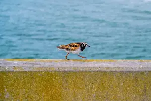 Wading Prints: A Rudy Turnstone bird in North Carolina, Wilmington Beach