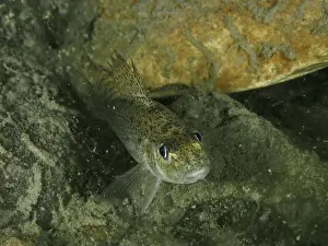 Water Body Prints: A ruffe (Gymnocephalus cernua) near stones in the water