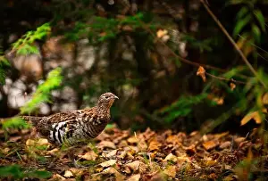 Grouse Prints: Ruffed grouse autumn, perdrix, gelinotte hupée, quebec, canada