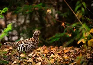 Grouse Prints: Ruffed grouse autumn, perdrix, gelinotte hupée, quebec, canada