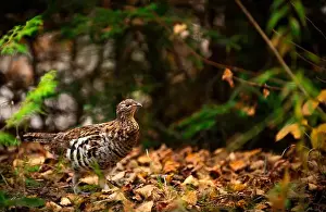 Grouse Prints: Ruffed grouse autumn, perdrix, gelinotte hupée, quebec, canada