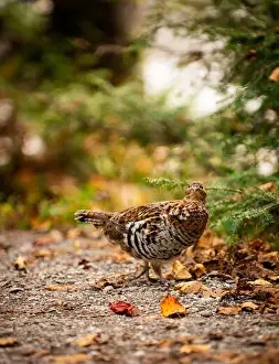 Grouse Prints: Ruffed grouse autumn, perdrix, gelinotte hupée, quebec, canada