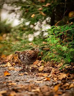 Grouse Prints: Ruffed grouse autumn, perdrix, gelinotte hupée, quebec, canada