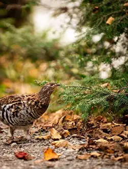 Grouse Prints: Ruffed grouse autumn, perdrix, gelinotte hupée, quebec, canada