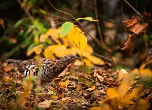 Grouse Prints: Ruffed grouse autumn, perdrix, gelinotte hupée, quebec, canada