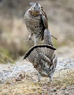 Cautious Prints: Ruffed Grouse Saskatchewan