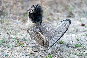 Cautious Prints: Ruffed Grouse Saskatchewan