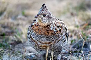 Cautious Prints: Ruffed Grouse Saskatchewan