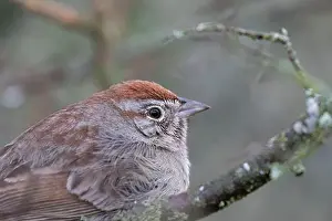 Bird Portrait Prints: Rufous-crowned sparrow (Aimophila ruficeps) portrait