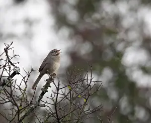 Bird Portrait Prints: Rufous-crowned sparrow (Aimophila ruficeps) singing perched on branch