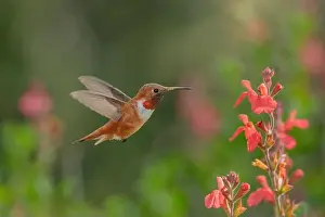 Hummingbirds Prints: Rufous Hummingbird (Selasphorus rufus) Yolo County California USA