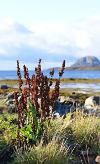 Nordland Prints: Rumex longifolius, dooryard dock/northern dock, in Brønnøysund, Norway