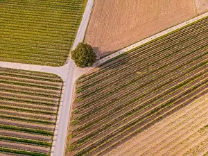 Rural area field paths with tree and rows of vines in a vineyard area