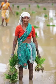 Transplanting Prints: Rural Indian women working in a paddy field South India