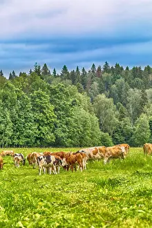 Milky Prints: Rural landscape in cheese farm with caws eating grass