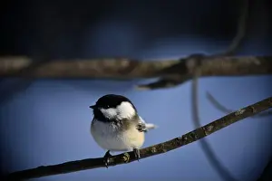 Bird On Branch Prints: Rural mail delivery in winter in Northern Ontario