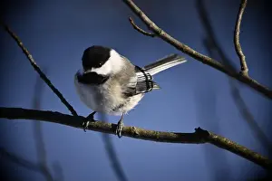 Bird On Branch Prints: Rural mail delivery in winter in Northern Ontario