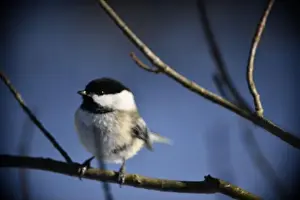 Bird On Branch Prints: Rural mail delivery in winter in Northern Ontario