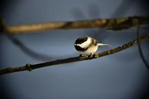 Bird On Branch Prints: Rural mail delivery in winter in Northern Ontario