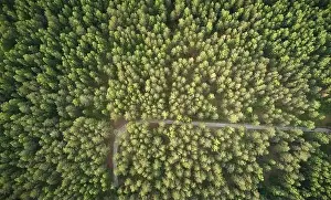 Green Park Prints: Rural road in forest background aerial above drone view