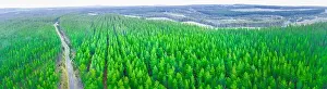 Rural road passing through pine trees forest in Melbourne, Australia - wide aerial panorama