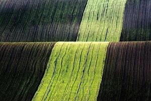 Images Dated 20th April 2019: Rural spring landscape with colored striped hills. Green and brown waves of the agricultural