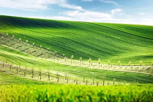Rural spring landscape with colored striped hills with trees