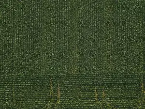 At a rural wisconsin farm - the sun shines brightly over a massive field growing crops during the summer