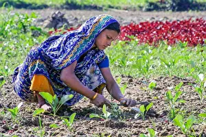Asians Prints: A Rural women working agriculture field.Khulna, Bangladesh