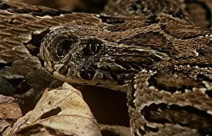 Viper Prints: Russell's viper (Daboia russelii)