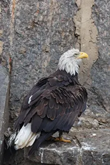 Accipitridae Prints: Russia, Zoo. Bald Eagle (Haliaeetus leucocephalus)