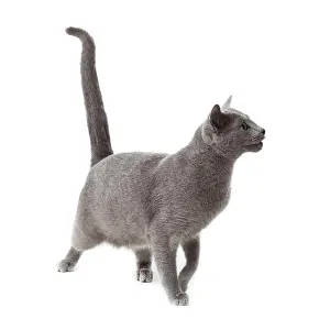 Whiskers Prints: Russian Blue cat on white