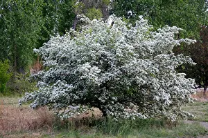 Ornamental Tree Prints: Russian Hawthorn in a meadow